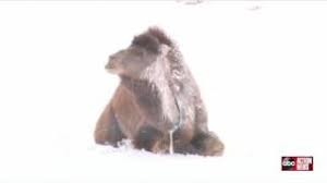 Instead of = in something's place. Camels Playing In The Snow Youtube