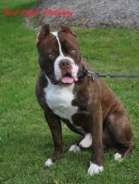 Maybe you would like to learn more about one of these? Red Tiger Bulldog Dog Breed Information And Pictures