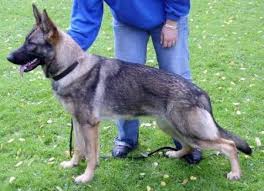 German shepherds were originally used as herders and to guard flocks against predators. German Shepherd Silver Sable Dogs Breeds And Everything About Our Best Friends
