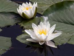 Exactly you heard it right these plants bloom. à´° à´¤ à´° à´¯ à´² à´ª à´• à´• à´µ à´³ à´¤ à´¤ à´¸ à´¨ à´¦à´° à´•à´³ 10 Night Blooming Flowers Malayalam Boldsky