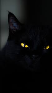 We did not find results for: Wallpaper Cat Black Yellow Eyes 4k Animals 19934