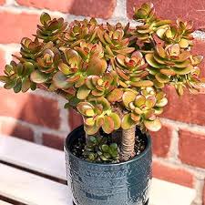 Image result for Crassula rhodesica