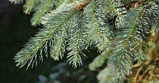 Has long, slender, pendulous branches with a dull green/blue colour. Weeping White Spruce A New Look At Spruce Audubon Rockies