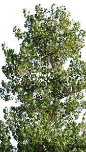 Image result for Populus ×  canescens