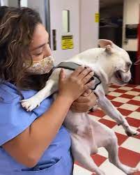 At companion pet clinic, we are committed to providing the best quality patient care available. Companion Pet Care Home Facebook