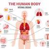 Human internal organs visual educational material for school, college, university, and hospital internship education.internal organs anatomy with heart, liver, spleen, small intestine, large intestine, male urethra, male reproductive system, lungs 1