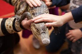 Algunas Mascotas Peligrosas Para Tener En Casa Mis Animales