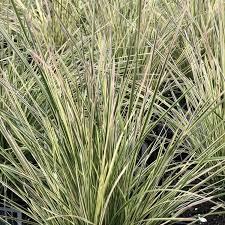 Image result for Deschampsia