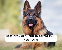 Dogs are housed near waltham abbey. 5 Best German Shepherd Breeders In New York 2021 We Love Doodles