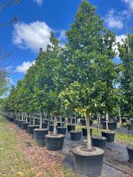 Image result for Calophyllum