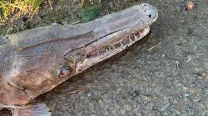 In various indian cultures the scales of this fish have been used to. Dead Alligator Gar Fish Found In Risca Canal Bbc News