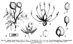 Image result for Copaifera baumiana