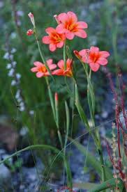 Image result for Cyrtanthus welwitschii