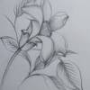 Disegniamo i fiori nel bouquet a step. Https Encrypted Tbn0 Gstatic Com Images Q Tbn And9gctuqnootipufhr0jj9941iee38zkf5fq1f 4aquzka Usqp Cau