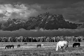 Ansel Adams Horses Love Ansel Adams Black And White Landscape Black And White Photography