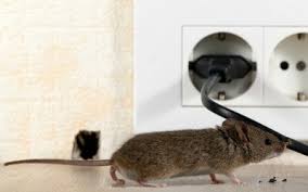 If you know there is a mouse nest somewhere and can't find it, you can listen or observe to discover its location. Mice Nests Everything You Need To Know Fantasic Pest Control