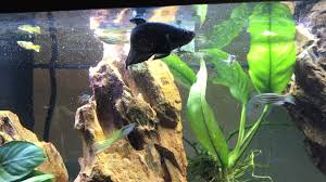 Betta Fish Bruce S 20 Long With Mlp Soundtrack Betta Fish Betta Cool Fish