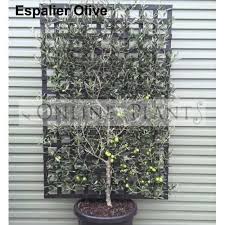 Espalier Olive Olive Trees For Sale Olive Tree Screen Plants