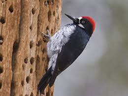 Maybe you would like to learn more about one of these? Acorn Woodpecker Calls Trilling Drumming Acoustic Atlas Recording Montana State University Msu Library