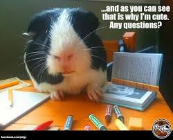 Pin On Guinea Pig Memes Humor