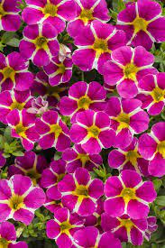 Superbells Rising Star Calibrachoa Hybrid Annual Flowers Wonderful Flowers Beautiful Flowers