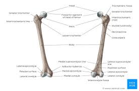 Blank skeleton diagram for students to complete. Learn Femur Anatomy Fast With These Femur Quizzes Kenhub