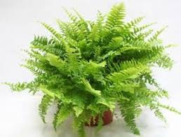 Macam Macam Tanaman Hias Dalam Ruangan Dan Gambarnya Tanaman Tanaman Gantung Tanaman Indoor