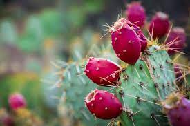 Did you get rid of the cactus pests? Help My Cactus Is Dying Why Is My Cactus Dying Cactusway