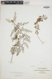 Image result for Asplenium theciferum