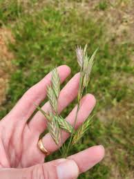 Image result for Bromus catharticus