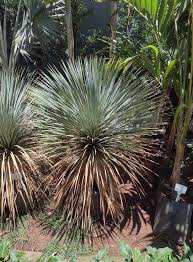 Image result for Raphia rostrata