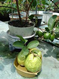 Kini berkecimpung dalam penanaman pokok buah tin dan penternakan kelulut di keliling rumah. 8 Jenis Tanaman Teruji Dan Berhasil Mengeluarkan Buah Walaupun Hanya Tanam Dalam Pasu Impiana