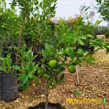Turunç olarak büyüyen fide, odunsu gövdeye sahip olduktan sonra aşılama ile limon ağacı elde ediliyor. Bodur Misket Lime Yesil Limon Yediveren Meyve Agaci Hepsibahcemden
