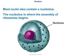 Chapter Seven The Cell The nucleolus includes rna and some proteins, which resemble those discovered in ribosomes. chapter seven the cell