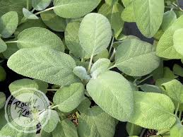 Image result for Bergia salaria