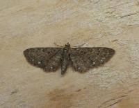 Image result for Eupithecia tripunctaria