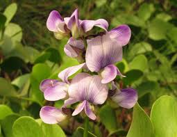 Image result for Crotalaria verrucosa