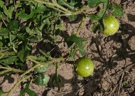 Image result for Solanum supinum