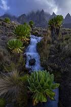 Image result for Dendrosenecio erici-rosenii