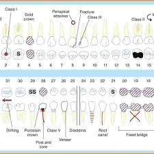 16 Dental Chart Template Best Of Primary Teeth Beautiful