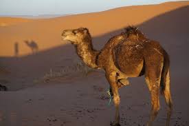 I'm goin down to shoot my old lady, you know i caught her messin' 'round with another man. Sandstorm And Sandboarding Our Camel Trek Into The Sahara Desert