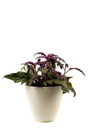 Image result for Gynura scandens