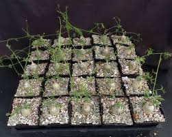 Image result for Kedrostis