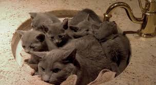 Angry Dad Cat Liked To Sit In The Sink By Himself Cats Cats And Kittens Grey Cats