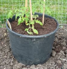 Nearly anyone can grow them even if you do not have a garden or. When And How To Sow Tomato Seed