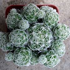 Contact the cactus and succulent society of australia inc (cssa) for more details. Popcorn Cactus A Cluster Of Small White Balls With Flat White Spines The Get A Tiny Creamy White Fl Cactus House Plants Cactus And Succulents Little Gardens