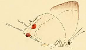 Image result for Globimetula mweroensis