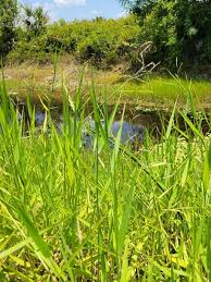 Image result for Polycarpaea eriantha