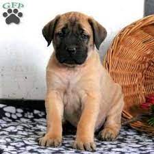 English Mastiff Puppies For Sale Greenfield Puppies Mastiff Puppies English Mastiff Puppies Bull Mastiff Puppies