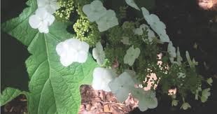 Image result for Hydrangea quercifolia